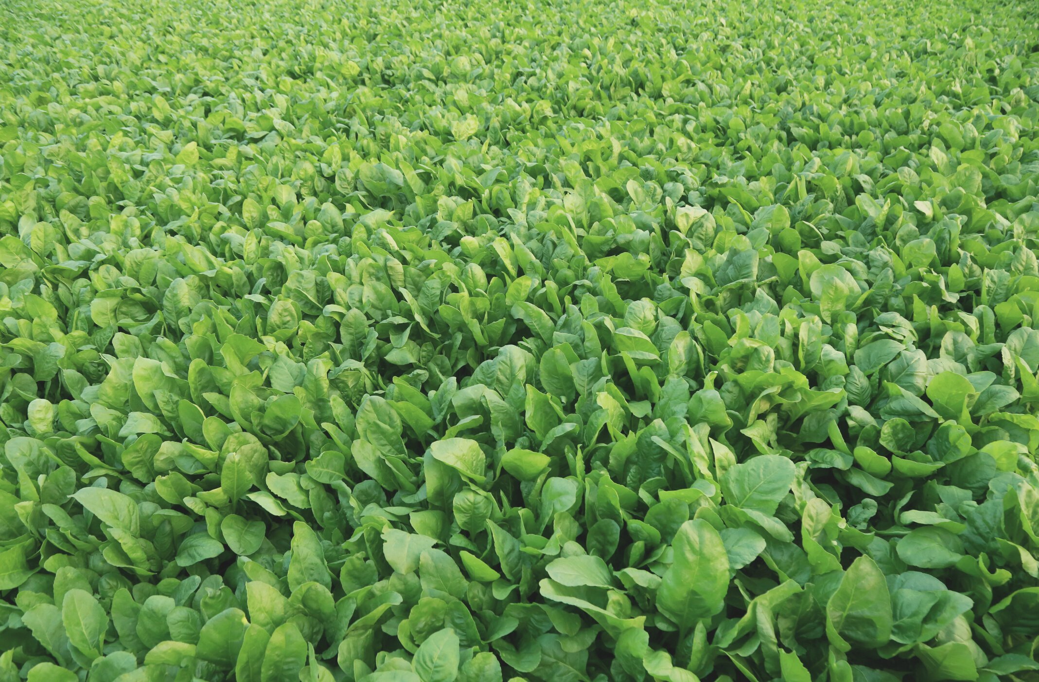 Spinach Field